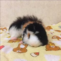 羊毛フェルト♡さっちょん様専用♡のサムネイル