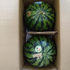 熊本県産　だんらん すいか 2玉セット　箱込み18キロ以上　ご家庭用のサムネイル