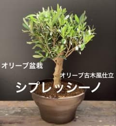 オリーブの木 オリーブ古木 オリーブ盆栽 オリーブ素材 OKB-03 園芸