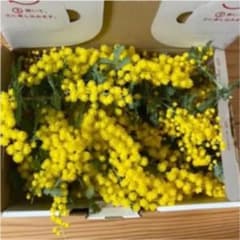フレッシュミモザ　ブルーアイスおまけ　花材　素材のサムネイル