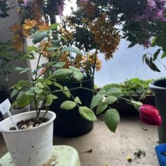 バラの苗 赤い花のサムネイル