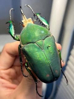 【属内最大種】クビワオオツノハナムグリ カナブン ゴライアスオオツノ 標本 属内最大種】クビワオオツノハナムグリ カナブン ゴライアスオオツノ