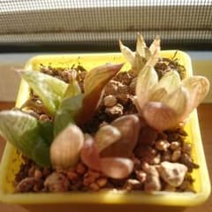 ハオルチア寄せ植えのサムネイル