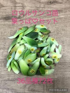 多肉植物 ロウルサンコ苗♡葉っぱ36品種72枚(ネコポス) - メルカリ