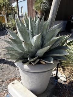 耐寒性アガベ特大パラサナ◇ドライガーデン多肉サボテン ユッカ ヤシ
