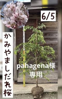pahagena　説明必読　かみやましだれ桜　一重咲き　早咲き 説明必読 かみやましだれ桜 一重咲き 早咲き 大輪 桜 接木 しだれ桜