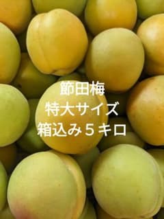 山形県産☆梅 特大サイズ（節田梅）・箱込み5kg《送料込み》 - メルカリ
