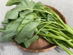 新鮮 空芯菜 クウシンサイ 収穫したてのサムネイル