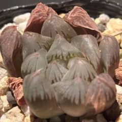 ハオルチア オブツーサ錦　北極の光錦　多肉植物のサムネイル