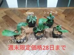 ビカクシダ5種セット　シュプール、OMG、エルサ、セルソ、ハクナマタタ ビカクシダ5種セット シュプール、OMG、エルサ、セルソ