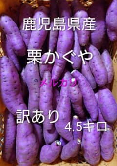 鹿児島県産 栗かぐや 訳あり4.5キロaのサムネイル
