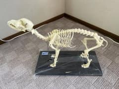 【未使用】　Elanco 犬の全身骨格模型【最終値下げ】 未使用】 Elanco 犬の全身骨格模型【最終値下げ】 - メルカリ
