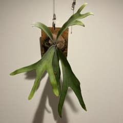 ビカクシダ P. veitchii × P. willinckii 胞子培養株 - メルカリ