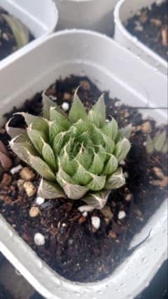 ③ 多肉植物 ハオルチア 抜き苗 - メルカリ