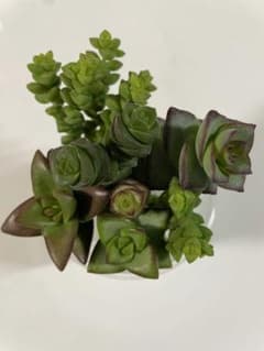 多肉植物 クラッスラ 星系 カット苗 ルペストリス/桜星/数珠星/小米星他 多肉植物 クラッスラ 星系 カット苗 ルペストリス/桜星/数珠星/小米星