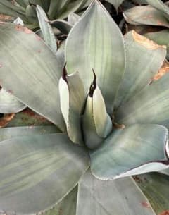 Agave パリー トランカータ 中斑 縞斑 パラサナ オバティフォリア
