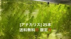 送料無料‼️]アナカリス(無農薬) 25本(10cm〜15cm) - メルカリ