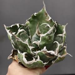 【オークション】10 超選抜　美株　太棘　アガべ　チタノタ　白豪刺　TC W337 多肉植物 アガベ チタノタ白豪刺 強棘 良型美株 - メルカリ