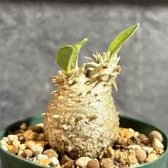 パキポディウム 恵比寿大黒【象】 エブレネウム×デンシカウレ 実生特選