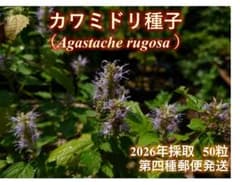 カワミドリ種子　50粒　第四種郵便発送のサムネイル