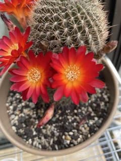 多肉植物 花サボテン　スルコレブチア (Sulcorebutia spec) 多肉植物 花サボテン スルコレブチア (Sulcorebutia spec) - メルカリ