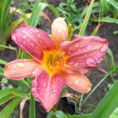 ☆ヘメロカリス・選べる開花苗２株セット～(^^♪のサムネイル