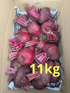 数量限定特売【訳あり】　ビーツ　約11キロ　三浦半島　農薬不使用(栽培期間)のサムネイル