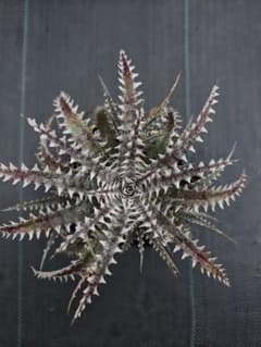 ディッキア Dyckia Arizona x Mercuryのサムネイル