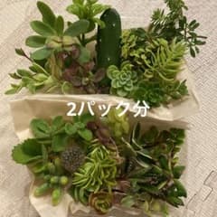 多肉植物 カット苗 詰め合わせ 寄せ植えセット＊ - メルカリ