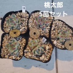 18 桃太郎 5苗セット 多肉植物 エケベリア 抜き苗のサムネイル