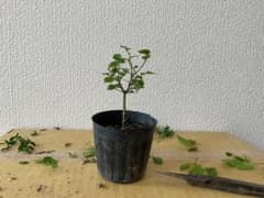 とりぴ様専用ケヤキ(2年生)のサムネイル