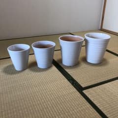 鉢 胡蝶蘭のサムネイル