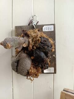 P184【板付！】レカノプテリス ロマリオイデス 現地球 - メルカリ