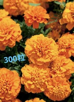 マリーゴールドの種 約300粒のサムネイル