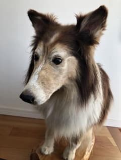 Taxidermy リアル犬の置物 茶色と白 約 - メルカリ