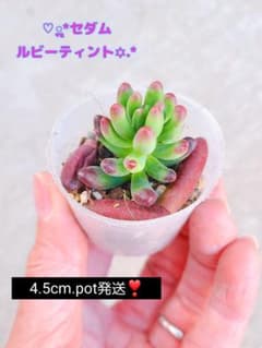 ✿ルビーティント.*✿ 【4.5cm.pot発送！】根付 - メルカリ