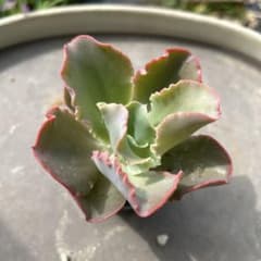 多肉植物　エケベリア　フリルエケ　ジャイアントブルー　② 抜き苗のサムネイル