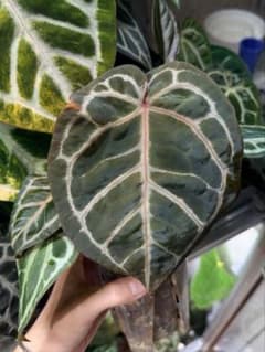 Anthurium Zara x Michelleのサムネイル