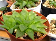 多肉植物⭐ハオルチア⭐美苗⭐祝宴⭐抜き苗（子株つき）⭐+