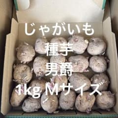 じゃがいも　種芋　男爵　1Kg Mサイズのサムネイル