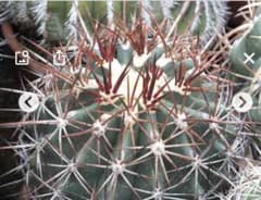 〈種子30粒〉フェロカクタス　リンゼイ