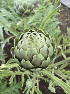 アーティチョーク　10個のサムネイル