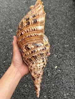 美品 法螺貝 直線36.7cm 蓋付 天然そのまま色 - メルカリ