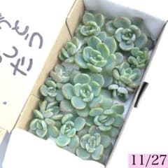 多肉植物 デントラチェム カット苗(ゆうパケットポストミニ) - メルカリ