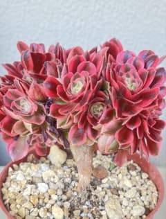 ピンクウィッチ綴化多肉植物アエオニウム（抜き苗） - メルカリ