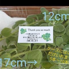 香り抜群☆アロマテイカスのサムネイル