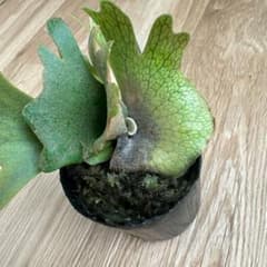 ビカクシダ P.willinckii nano spore スポア 胞子培養 - メルカリ