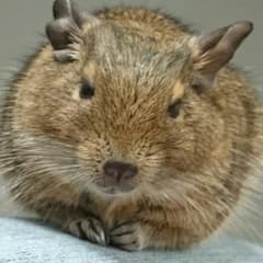 のーと様専用♪ARIAポストカードのサムネイル