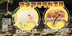 アメフクラガエル(カラー、蓄光)2個セットのサムネイル