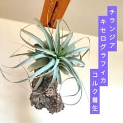 チランジア キセログラフィカ コルク付け 着生済み 大きめ【匿名配送